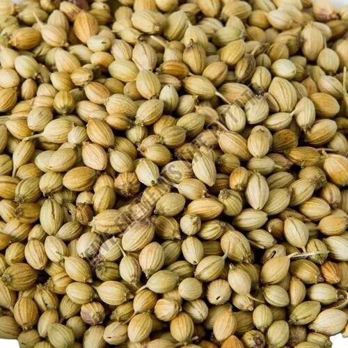 Dried Coriander Seeds