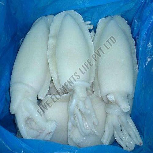 Frozen Cuttlefish