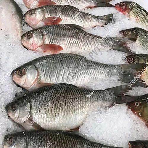 Frozen Rohu Fish