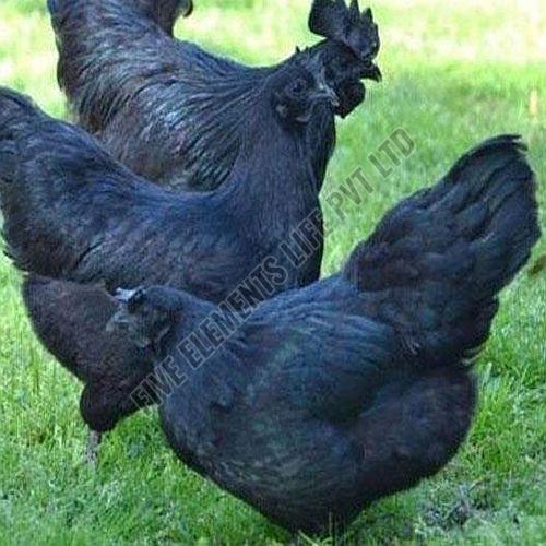 Kadaknath Live Chicken