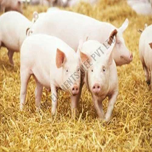 Live Farm Pig