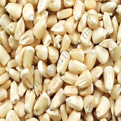 White Corn Seeds