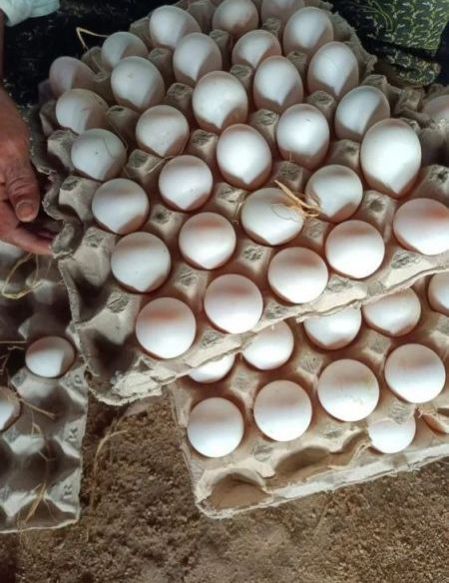 Duck Hatching Eggs