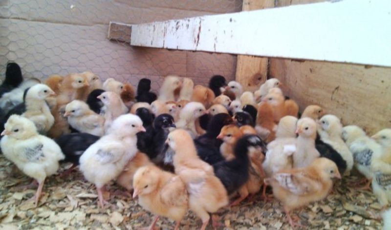 Kuroiler Chicks