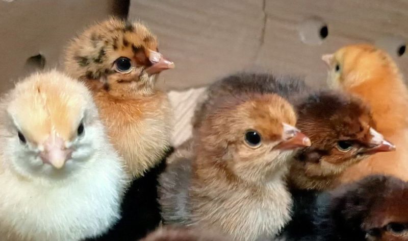 Desi Sonali Chicks