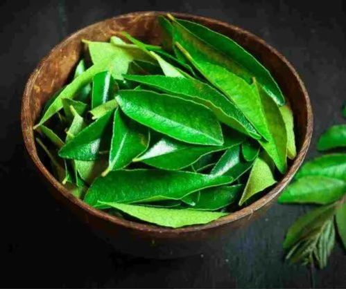 Fresh Curry Leaf