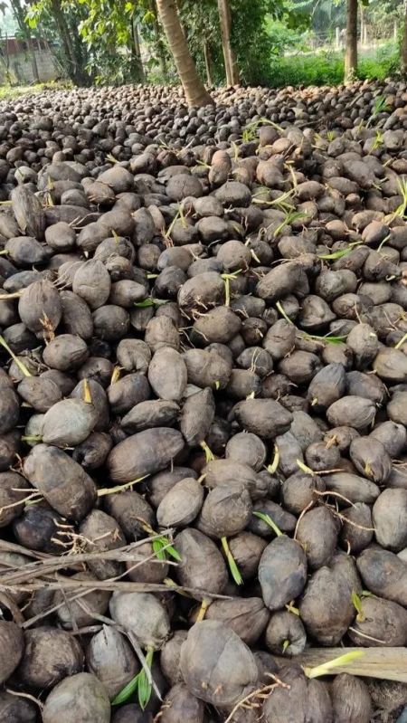 Coconut Seedling