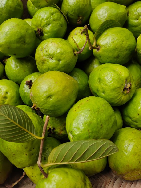 Fresh Green Guava