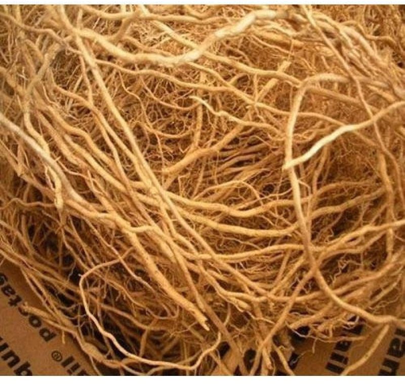 Herbal Vetiver Root