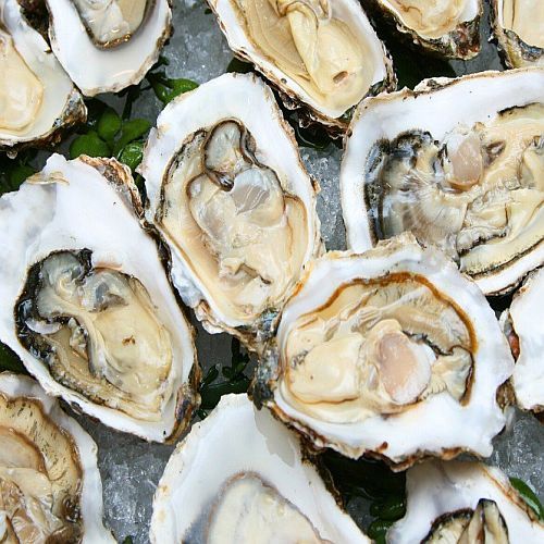 Fresh Oyster Meat