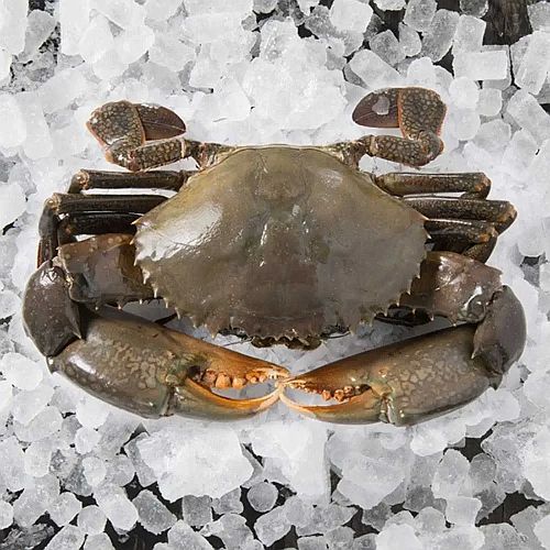 High Quality Frozen Crab