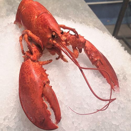 High Quality Frozen Lobster