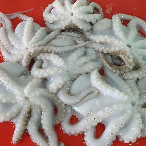 White Frozen Octopus