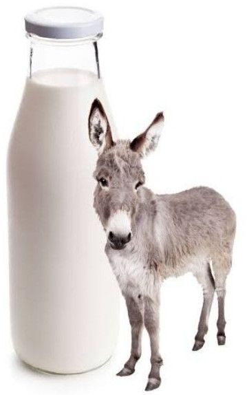 Fresh Donkey Milk