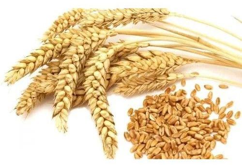 Wheat Seeds