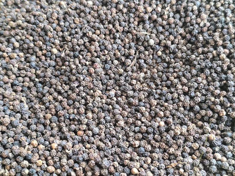 Black Pepper Seeds