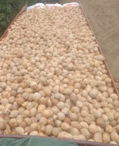 Fully Husked Brown Coconut