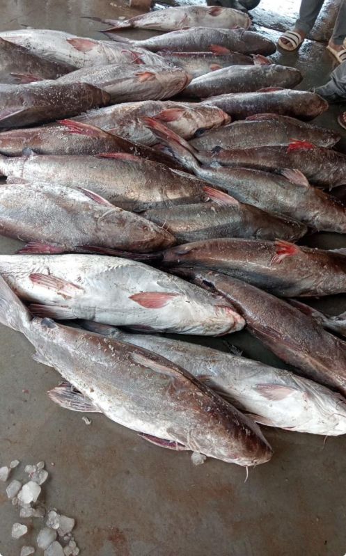 Fresh River Cat Fish