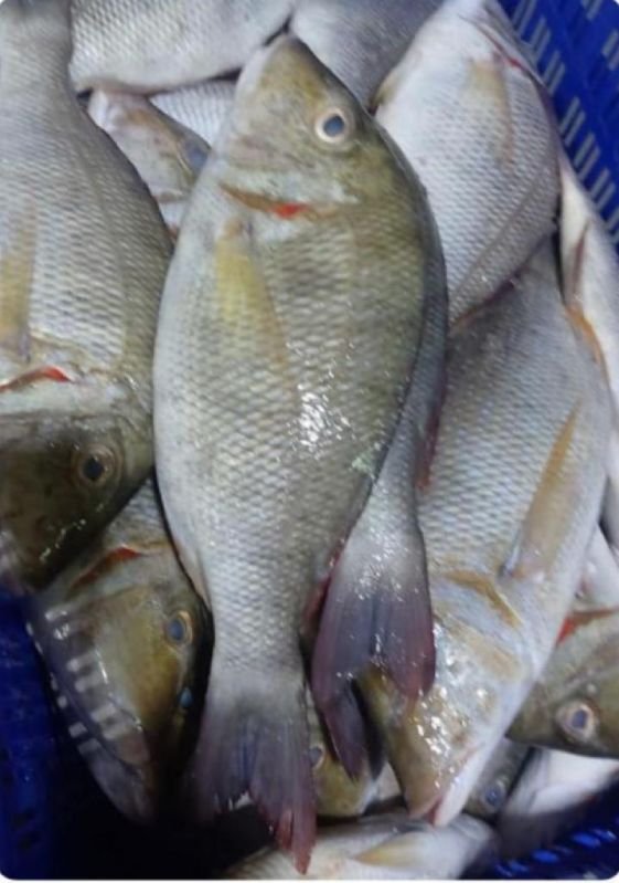 Fresh Whole Emperor Fish