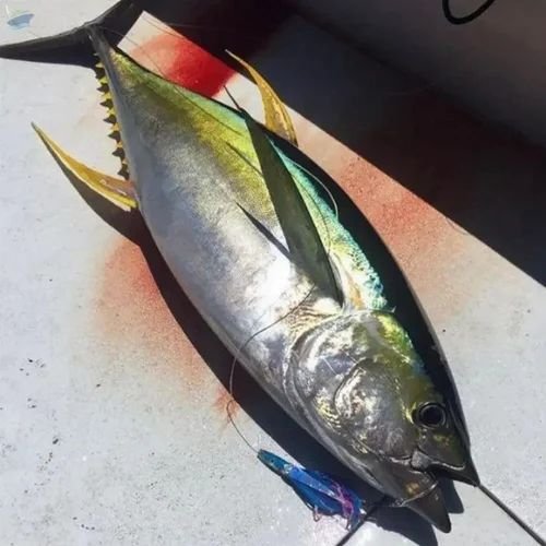Fresh Yellow Fin Tuna Fish
