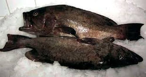 Fresh Black Grouper Fish