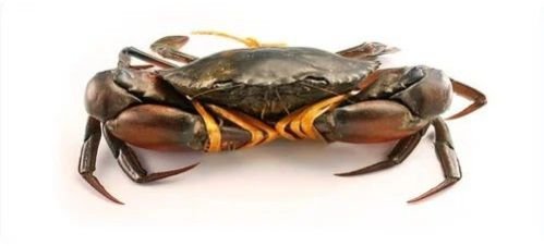 Fresh Dark Brown Mud Crab