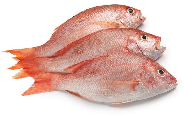 Fresh Red Snapper Fish