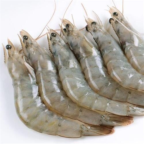 Fresh Vannamei Prawns