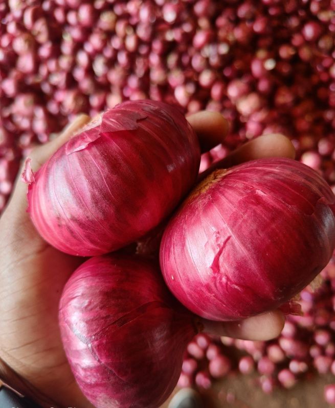 Fresh Red Onion