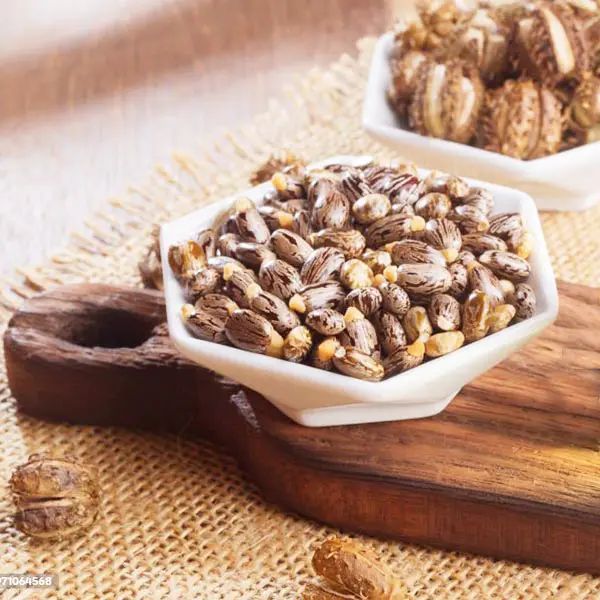 Castor Seeds