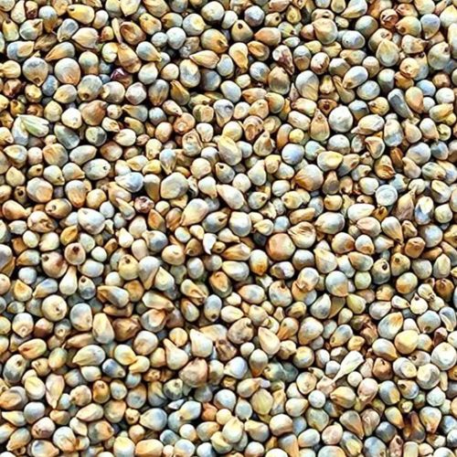Pearl Millet Seeds