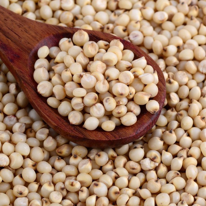 White Sorghum Seeds