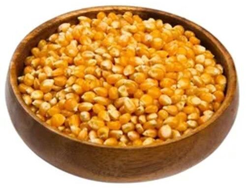 Yellow Maize Seeds
