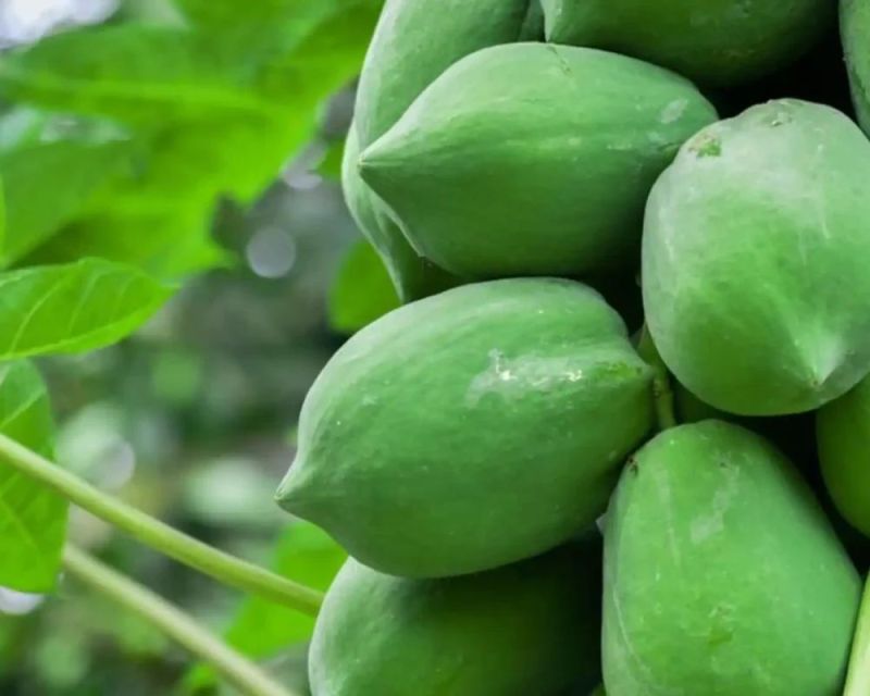 Fresh Green Papaya