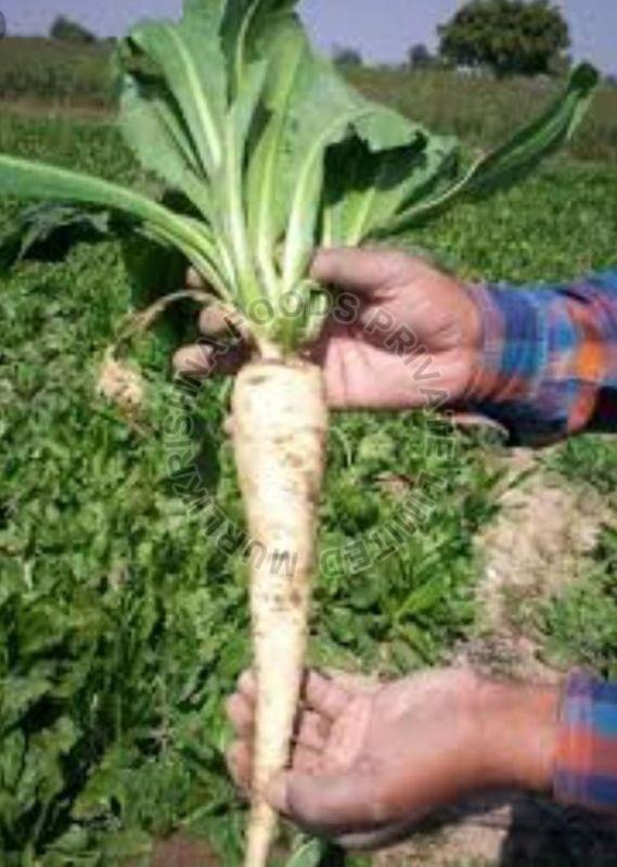 Chicory Roots