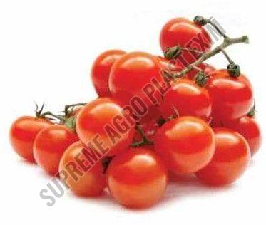 a grade fresh tomato