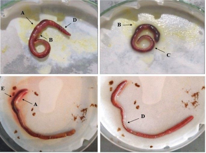 Acute Toxicity Test in Earthworm