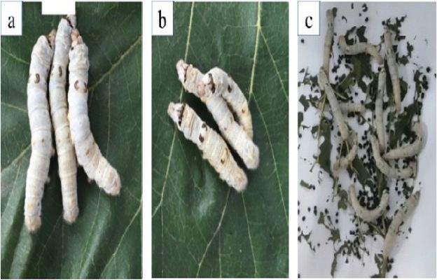 Acute Toxicity Test in Silkworm
