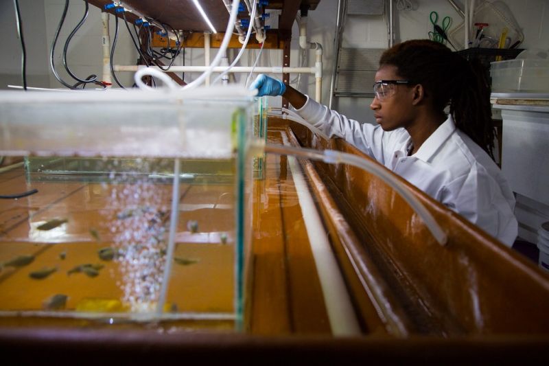 Avian Acute Oral Toxicity Test