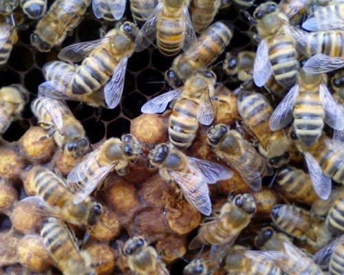 Honeybees, Acute Contact Toxicity Test