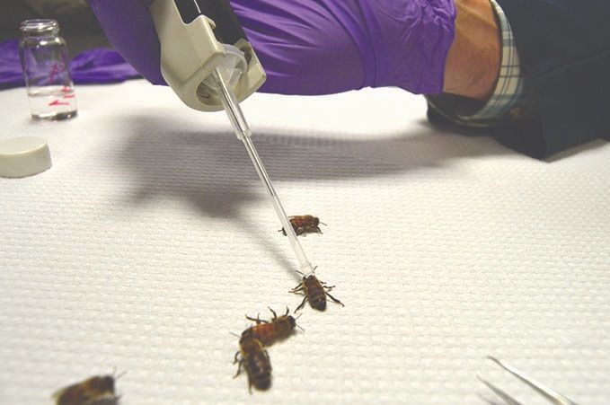 honeybees acute oral toxicity test service