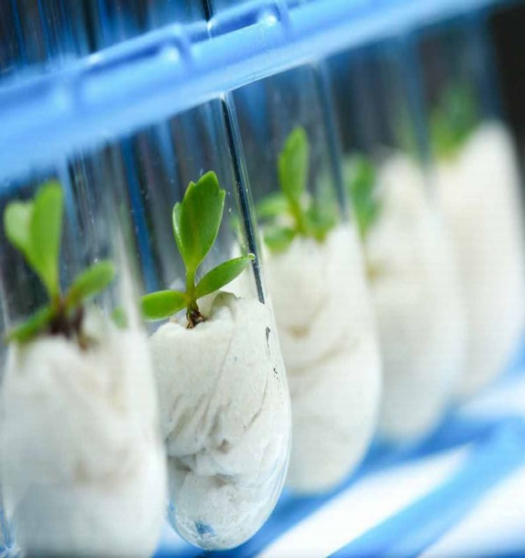 Terrestrial Plant Toxicity Testing Service