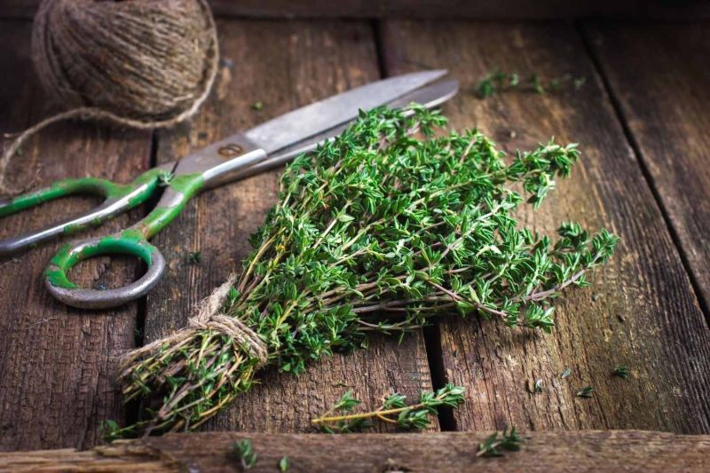 Freeze Dried Thyme