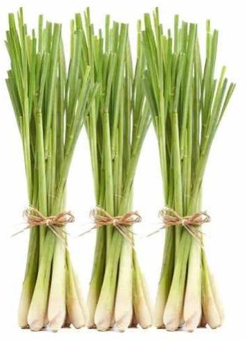 Green Fresh Lemon Grass