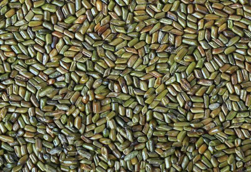 Cassia Toras