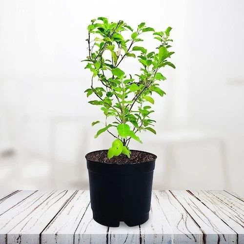 Tulsi Plant