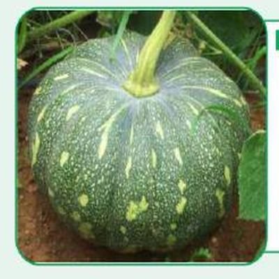 Badsha Pumpkin Seeds