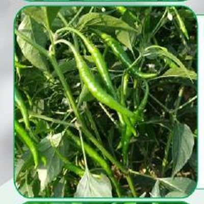 BCH-23 Green Chilli Seeds