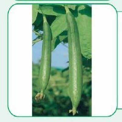 BS-101 Sponge Gourd Seeds