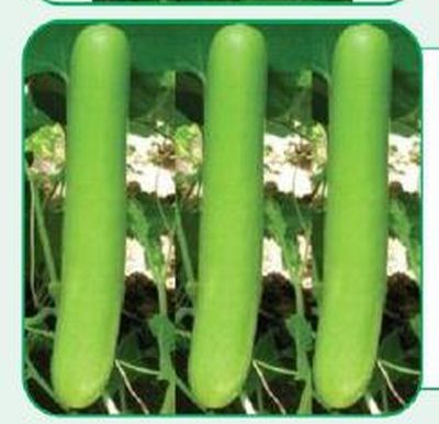 BSBH-18 Bottle Gourd Seeds